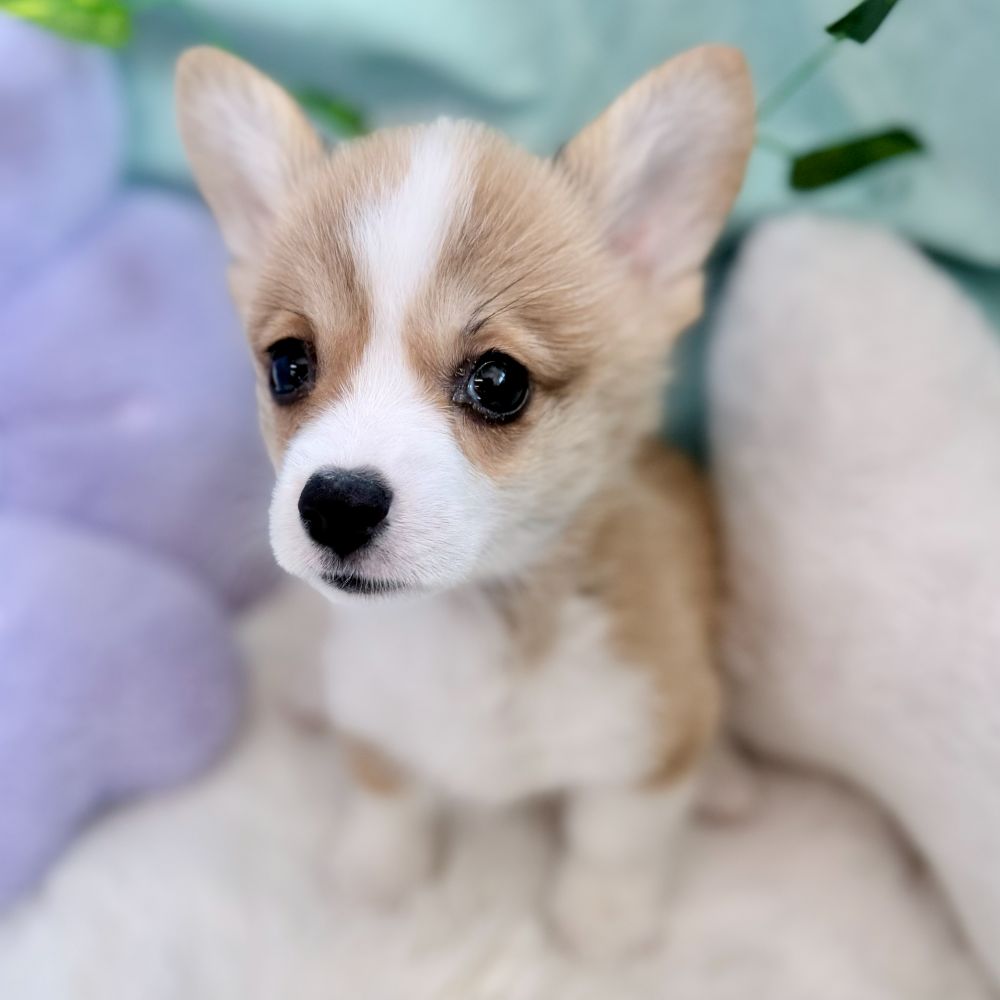 愛知県のウェルシュコーギーペンブローク (犬の家＆猫の里愛知刈谷店/2026年5月26日生まれ/女の子/レッドホワイト)の子犬の2枚目の画像