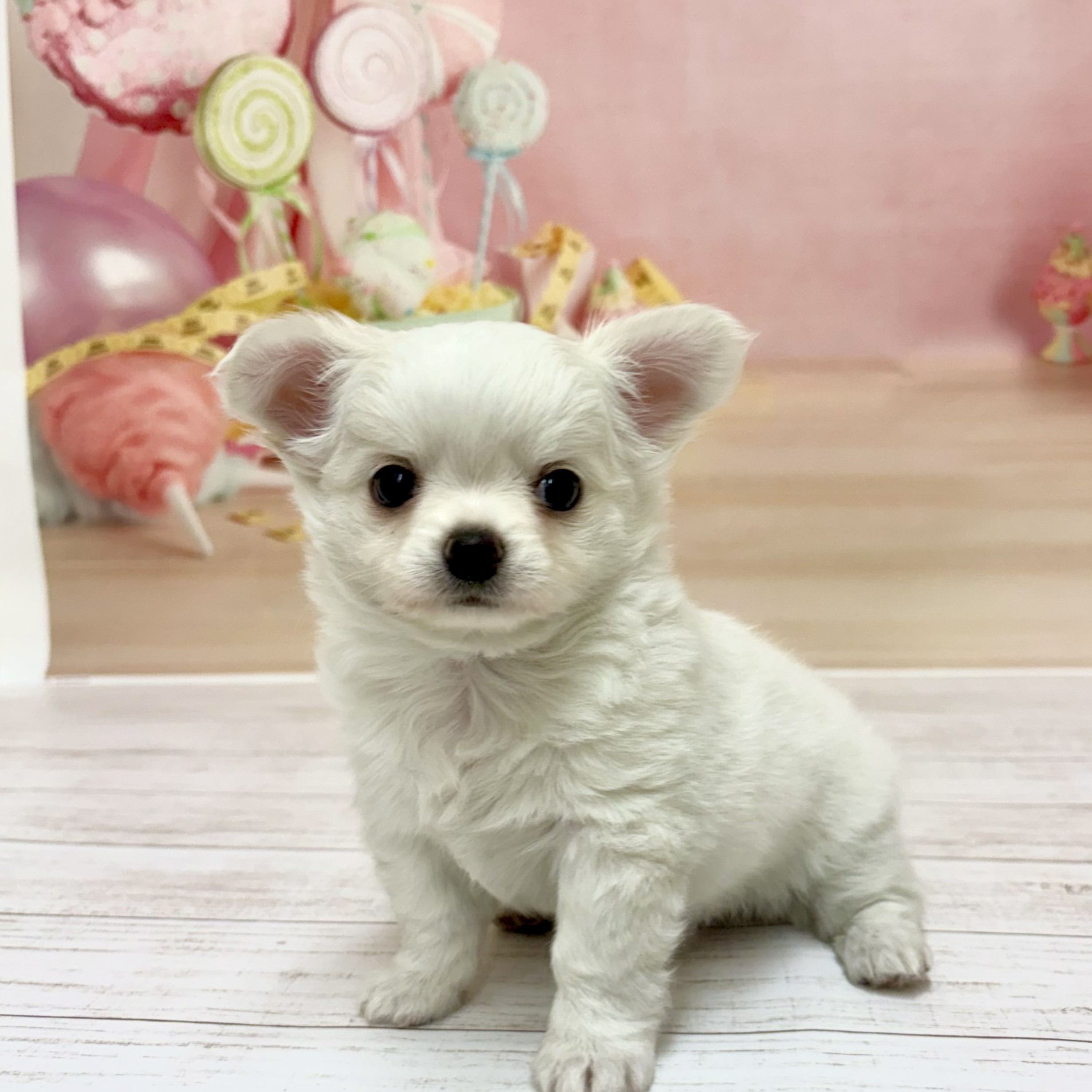 兵庫県のチワワ(ロング) (犬の家＆猫の里尼崎店/2026年5月21日生まれ/男の子/ホワイトクリーム)の子犬の2枚目の画像