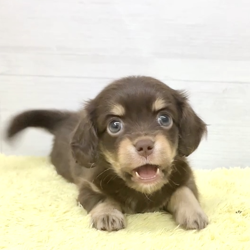 愛知県のチワックス(チワワ×ダックス) (犬の家＆猫の里碧南店/2026年5月27日生まれ/男の子/チョコレートイエロー)の子犬の2枚目の画像