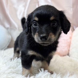 兵庫県のチワックス(チワワ×ダックス) (犬の家＆猫の里カナート西神戸店/2026年5月27日生まれ/女の子/ブラックイエロー)の子犬の2枚目の画像