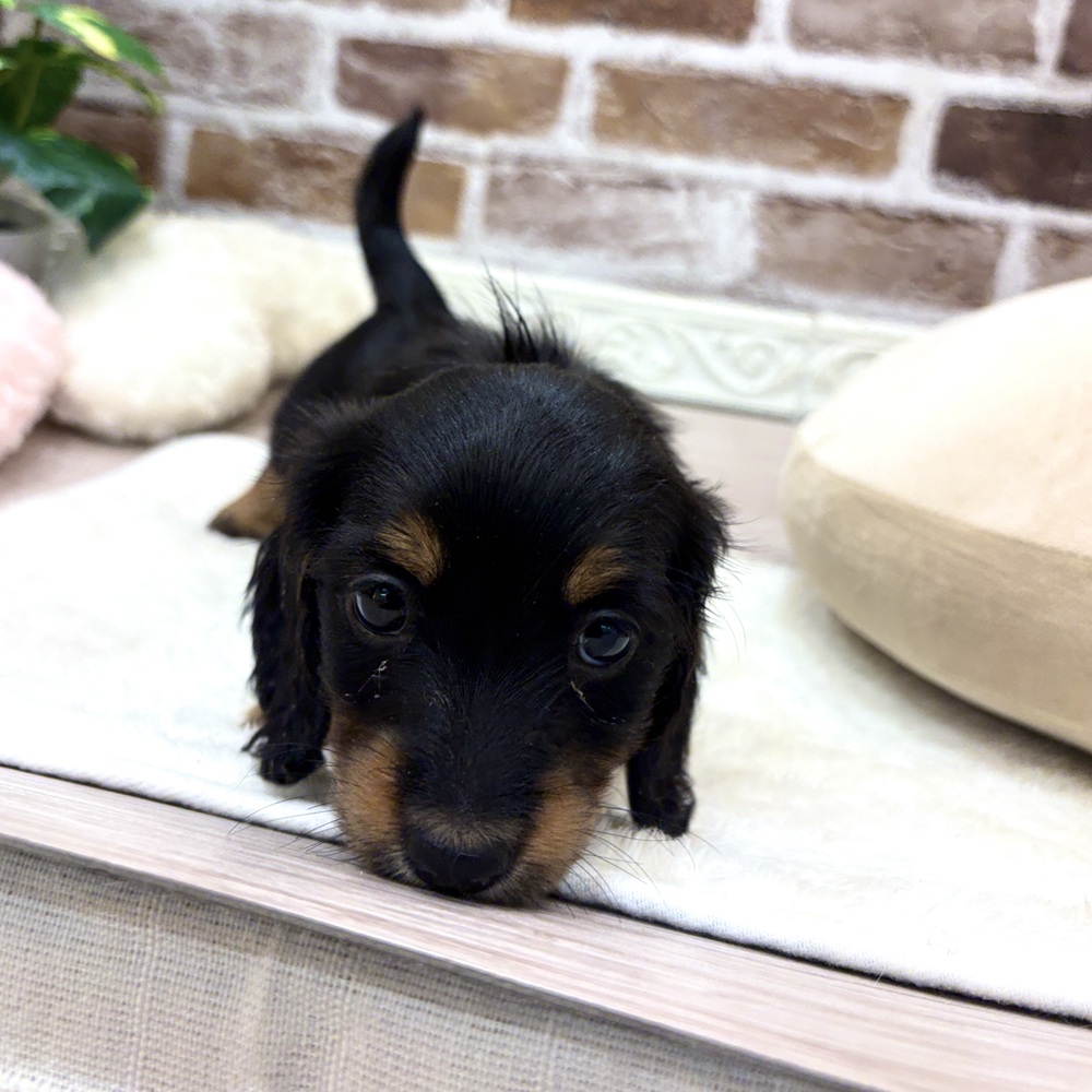 三重県のカニンヘンダックスフンド(ロング) (犬の家＆猫の里三重桑名店/2026年5月26日生まれ/女の子/ブラックタン)の子犬の2枚目の画像