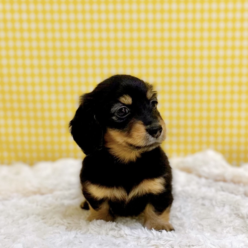 愛知県のカニンヘンダックスフンド(ロング) (犬の家＆猫の里一宮店/2026年5月26日生まれ/女の子/ブラックタン)の子犬の2枚目の画像