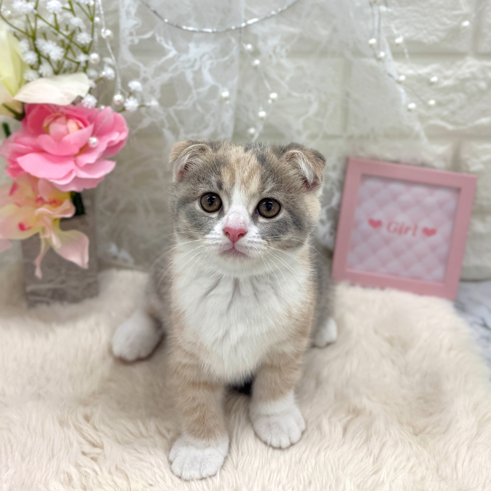 福井県のスコティッシュフォールド (犬の家＆猫の里アミーゴ福井大和田店/2026年5月26日生まれ/女の子/ブルークリームホワイト)の子猫の2枚目の画像