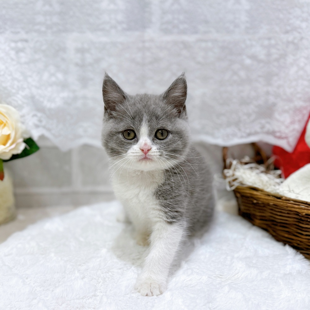 滋賀県のブリティッシュショートヘアー (犬の家＆猫の里長浜店/2026年5月27日生まれ/女の子/ブルーホワイト)の子猫の1枚目の画像