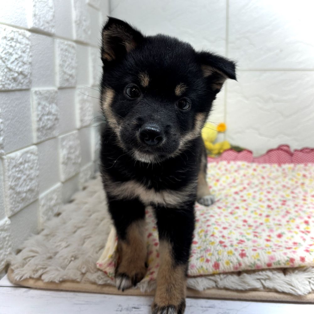 兵庫県の豆柴 (犬の家＆猫の里ゆめタウン姫路店/2026年5月28日生まれ/男の子/黒)の子犬の2枚目の画像