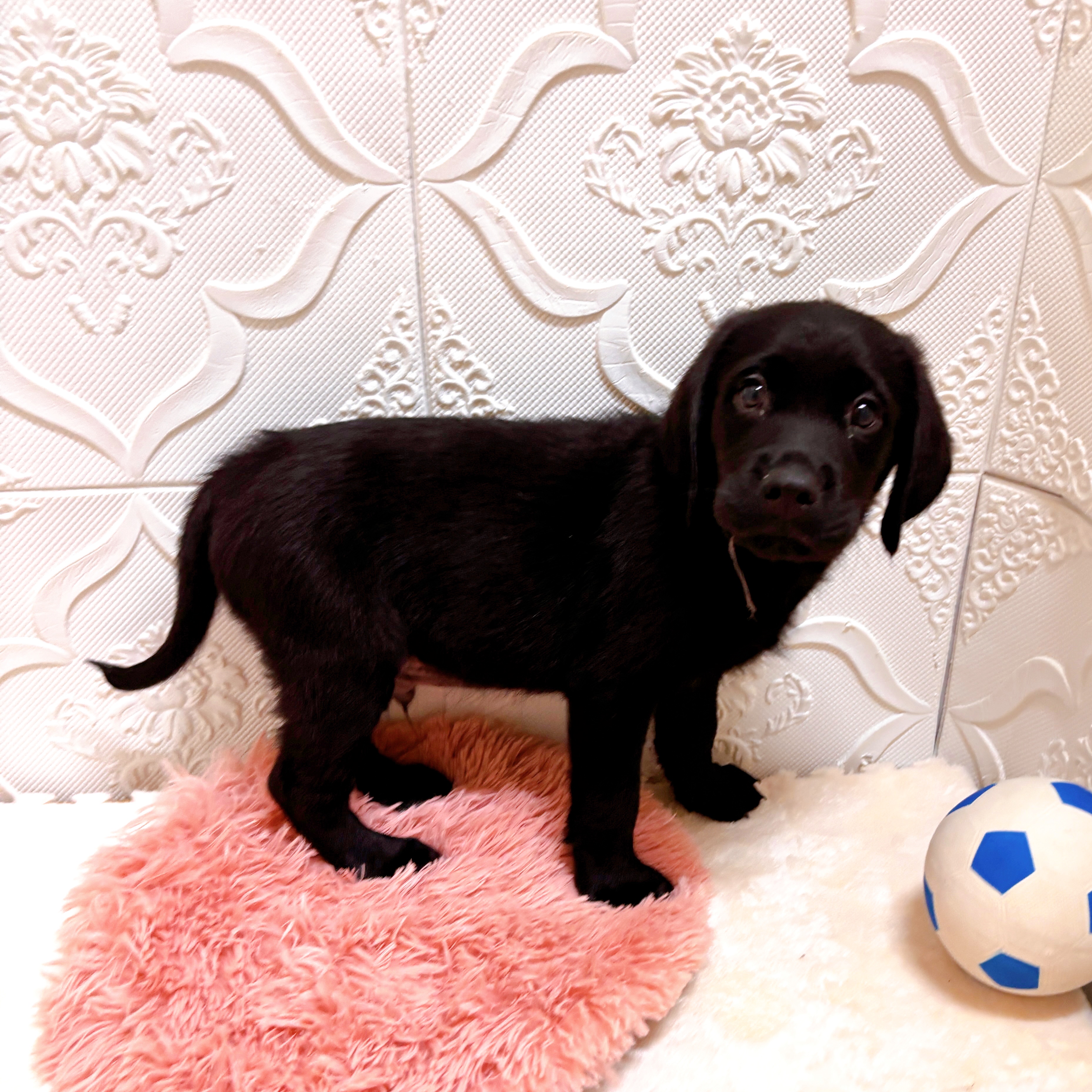 愛知県のハーフ犬・ミックス犬 (犬の家＆猫の里岡崎店/2026年5月27日生まれ/男の子/ブラック)の子犬の2枚目の画像