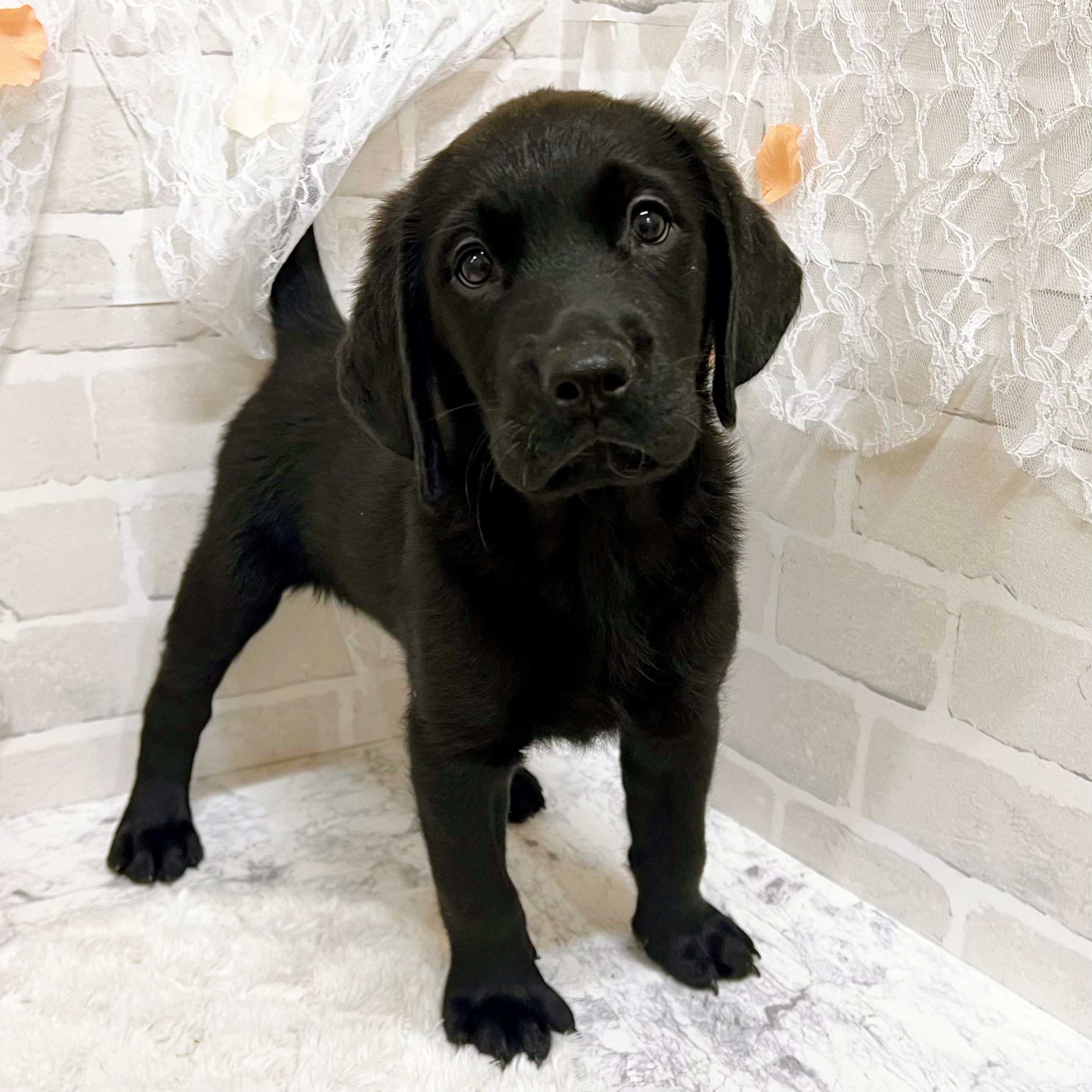 京都府のハーフ犬・ミックス犬 (犬の家＆猫の里京都精華店/2026年5月27日生まれ/女の子/ブラック)の子犬の2枚目の画像