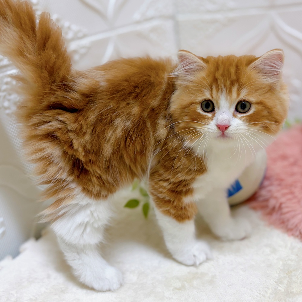 愛知県のスコティッシュフォールド (犬の家＆猫の里岡崎店/2026年5月24日生まれ/男の子/レッドタビーホワイト)の子猫の2枚目の画像