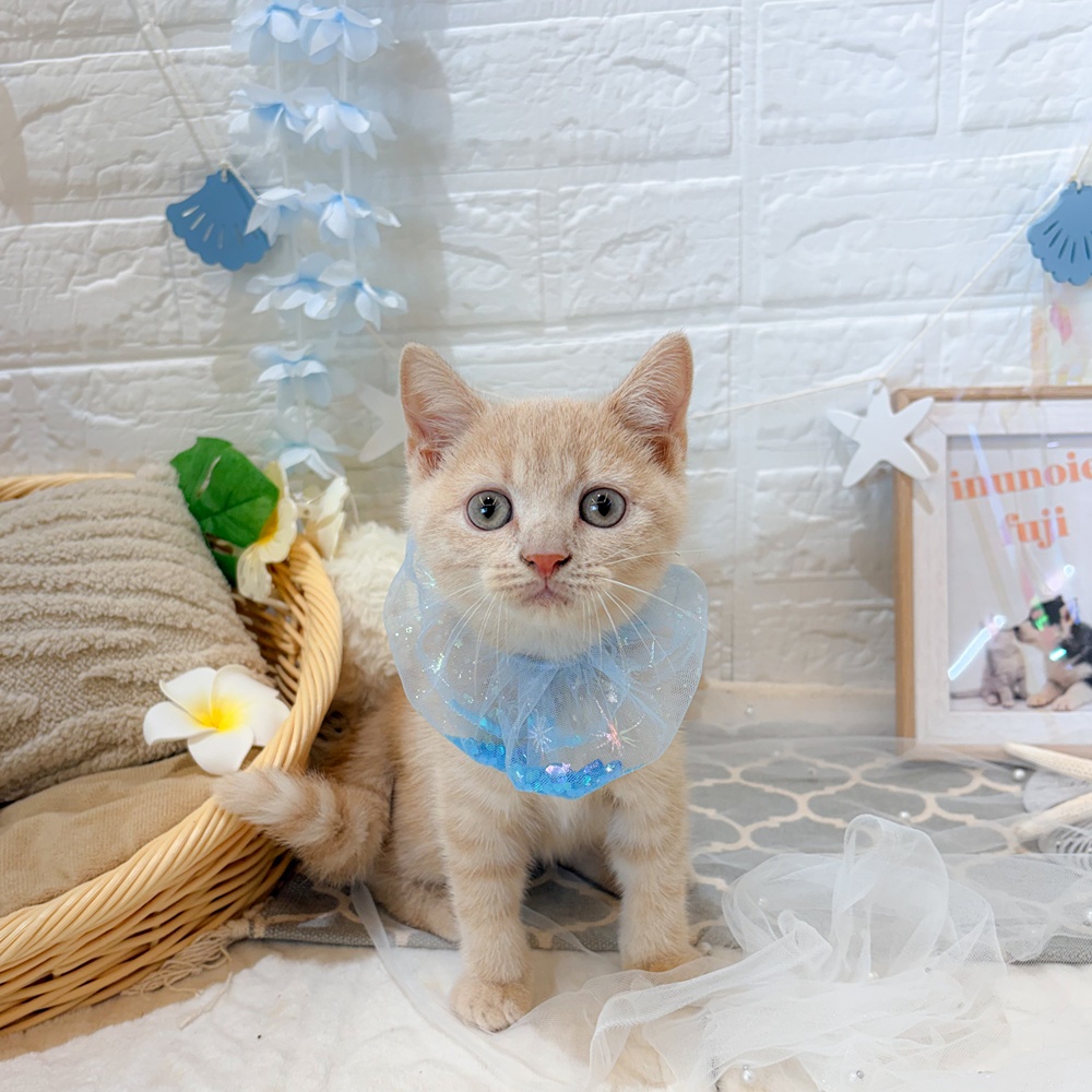 静岡県のブリティッシュショートヘアー (犬の家＆猫の里富士店/2026年5月23日生まれ/男の子/クリームタビー)の子猫の1枚目の画像