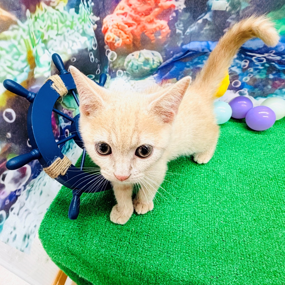 愛知県のブリティッシュショートヘアー (犬の家＆猫の里名古屋天白店/2026年5月23日生まれ/男の子/クリームタビー)の子猫の2枚目の画像