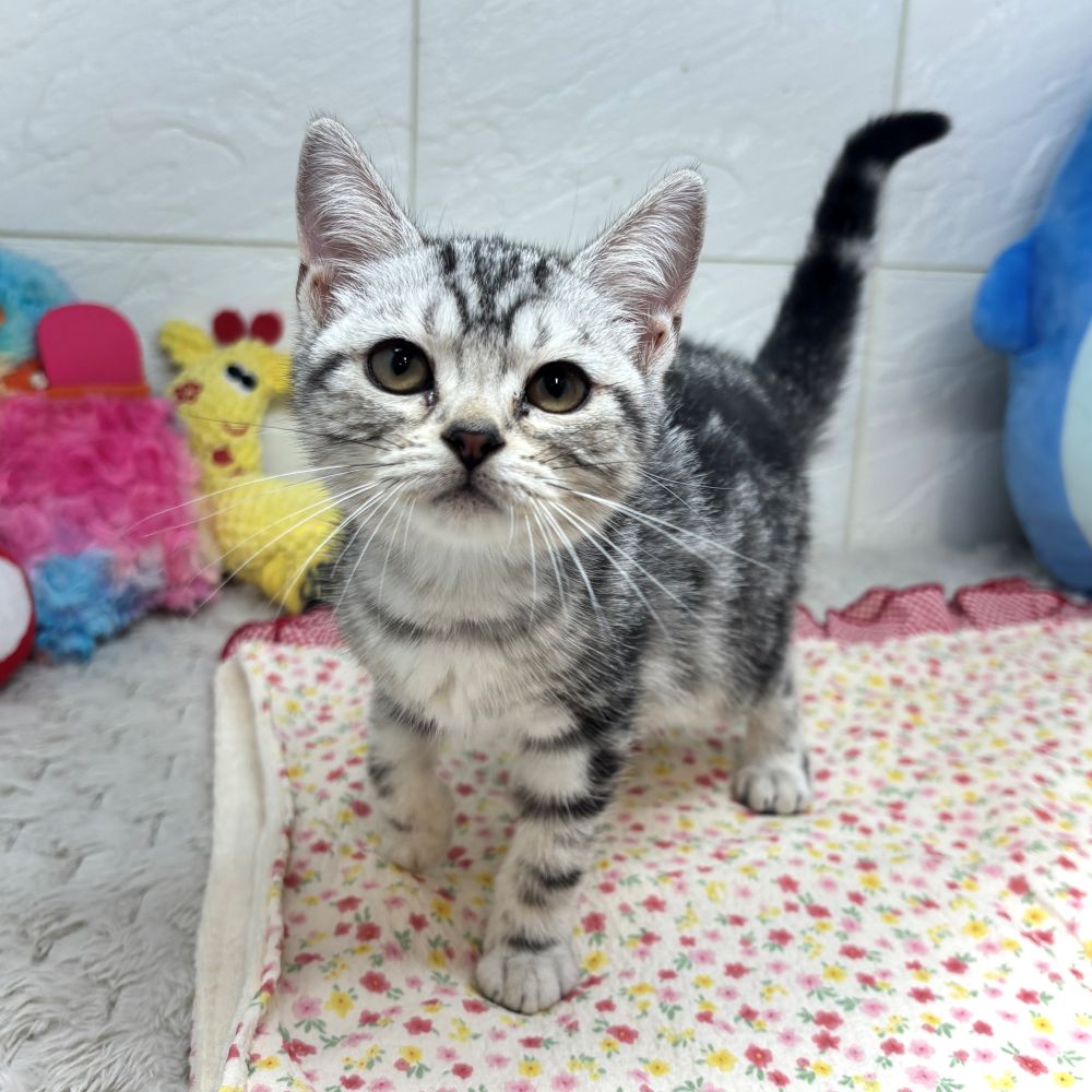 兵庫県のアメリカンショートヘアー (犬の家＆猫の里ゆめタウン姫路店/2026年5月29日生まれ/女の子/シルバータビー)の子猫の2枚目の画像