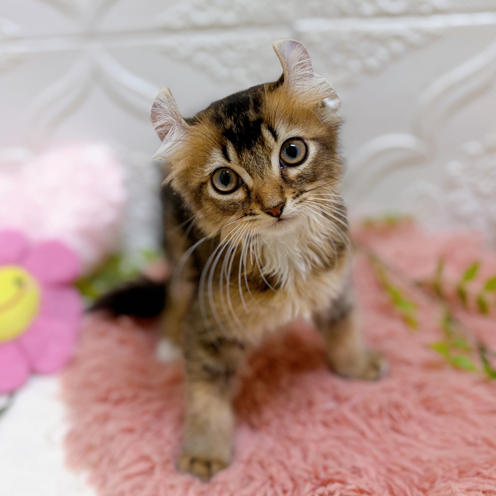 愛知県のキンカロー (犬の家＆猫の里岡崎店/2026年5月28日生まれ/女の子/ブラウンタビーホワイト)の子猫の2枚目の画像
