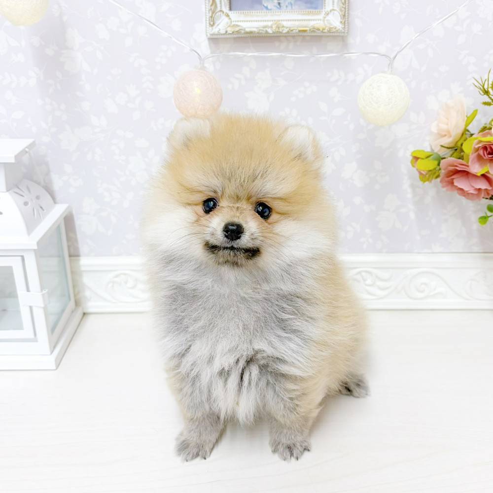 富山県のポメラニアン (犬の家＆猫の里アミーゴ山室店/2026年5月29日生まれ/女の子/オレンジ)の子犬の1枚目の画像
