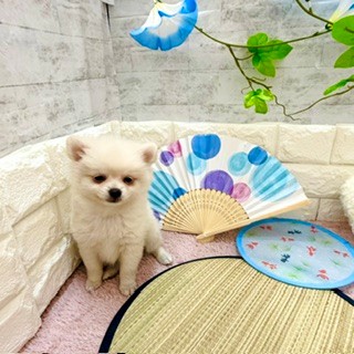 静岡県のポメチワ/チワポメ/ポメチー(ポメラニアン×チワワ) (犬の家＆猫の里プレ葉ウォーク浜北店/2026年5月28日生まれ/女の子/クリーム)の子犬の2枚目の画像