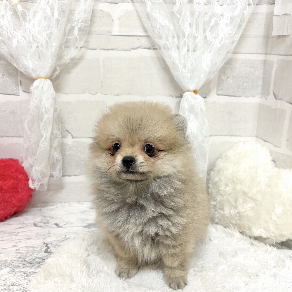 京都府のポメチワ/チワポメ/ポメチー(ポメラニアン×チワワ) (犬の家＆猫の里京都精華店/2026年5月28日生まれ/男の子/フォーン)の子犬の2枚目の画像