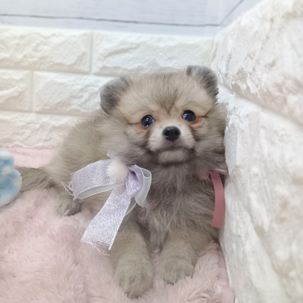 ハーフ犬女の子の写真