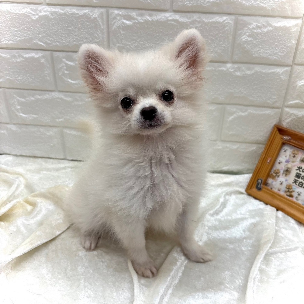 愛知県のポメチワ/チワポメ/ポメチー(ポメラニアン×チワワ) (犬の家＆猫の里名古屋天白店/2026年5月29日生まれ/男の子/クリームホワイト)の子犬の1枚目の画像