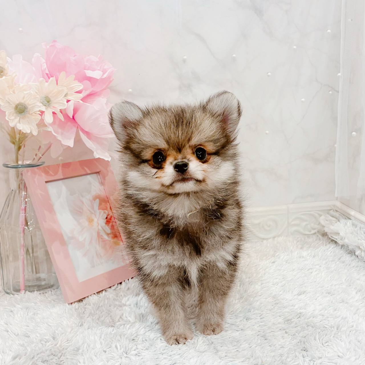 福井県のポメチワ/チワポメ/ポメチー(ポメラニアン×チワワ) (犬の家＆猫の里福井店/2026年5月29日生まれ/女の子/ウルフセーブル)の子犬の2枚目の画像