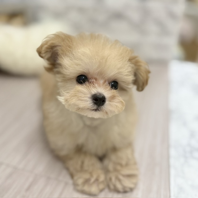 千葉県のマルプー(マルチーズ×プードル) (犬の家＆猫の里ワンズモール稲毛店/2026年5月29日生まれ/男の子/アプリコットホワイト)の子犬の2枚目の画像