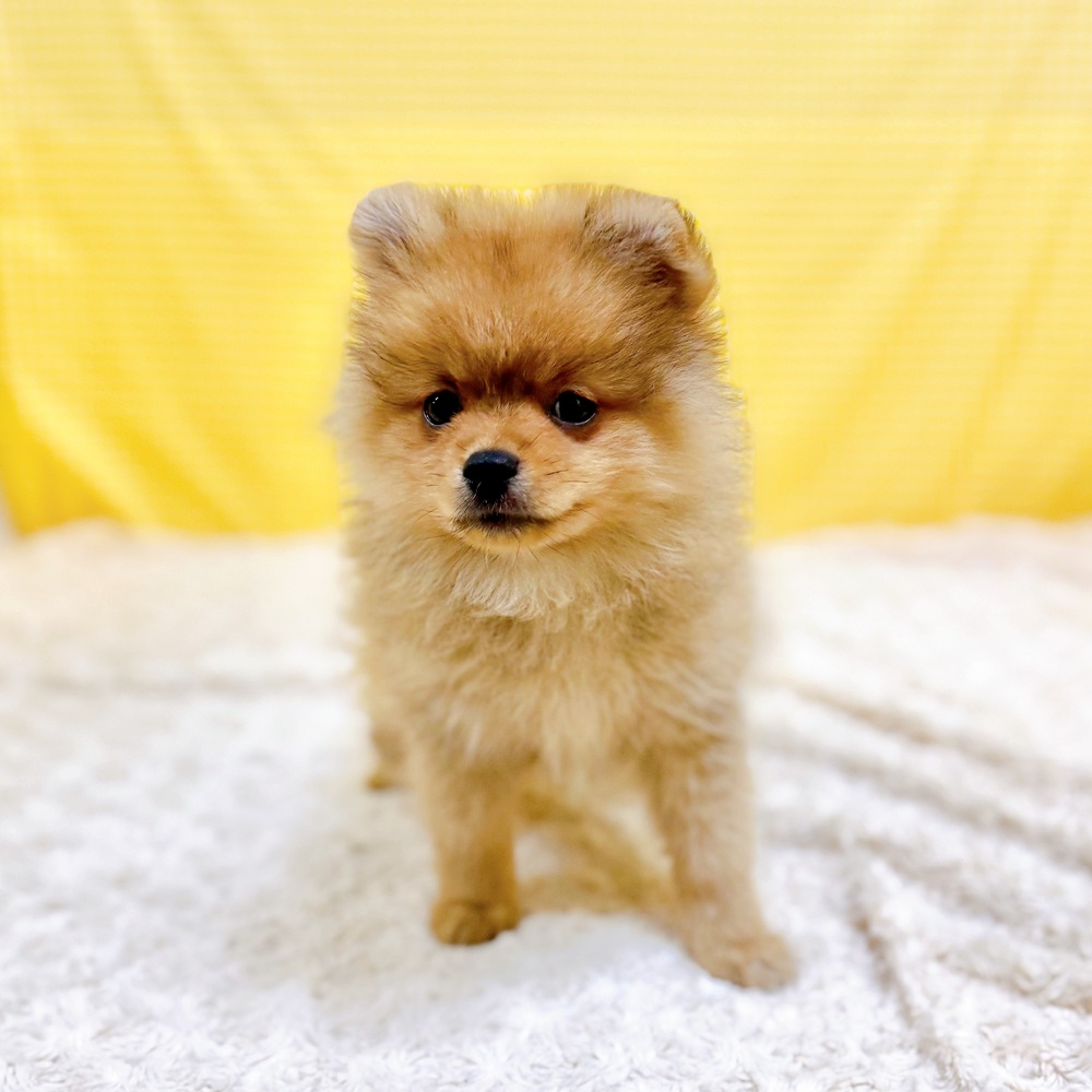 愛知県のポメラニアン (犬の家＆猫の里一宮店/2026年5月31日生まれ/女の子/オレンジ)の子犬の2枚目の画像