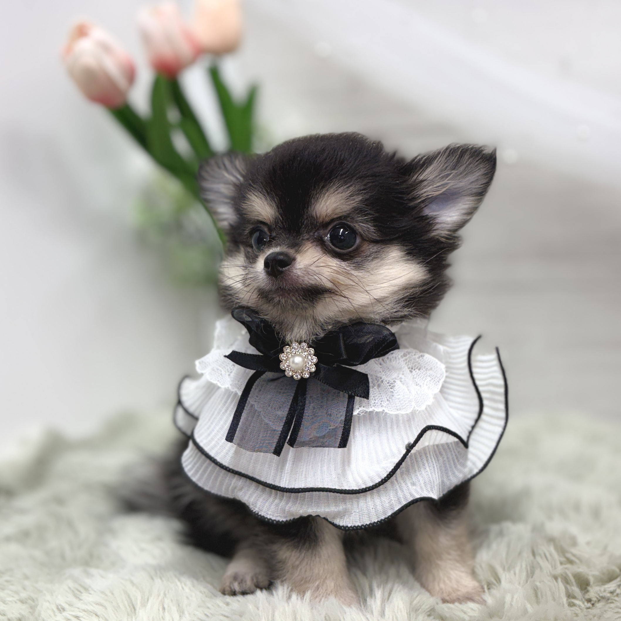 神奈川県のポメチワ/チワポメ/ポメチー(ポメラニアン×チワワ) (犬の家＆猫の里相模原店/2026年5月29日生まれ/女の子/ブラッククリーム)の子犬の2枚目の画像