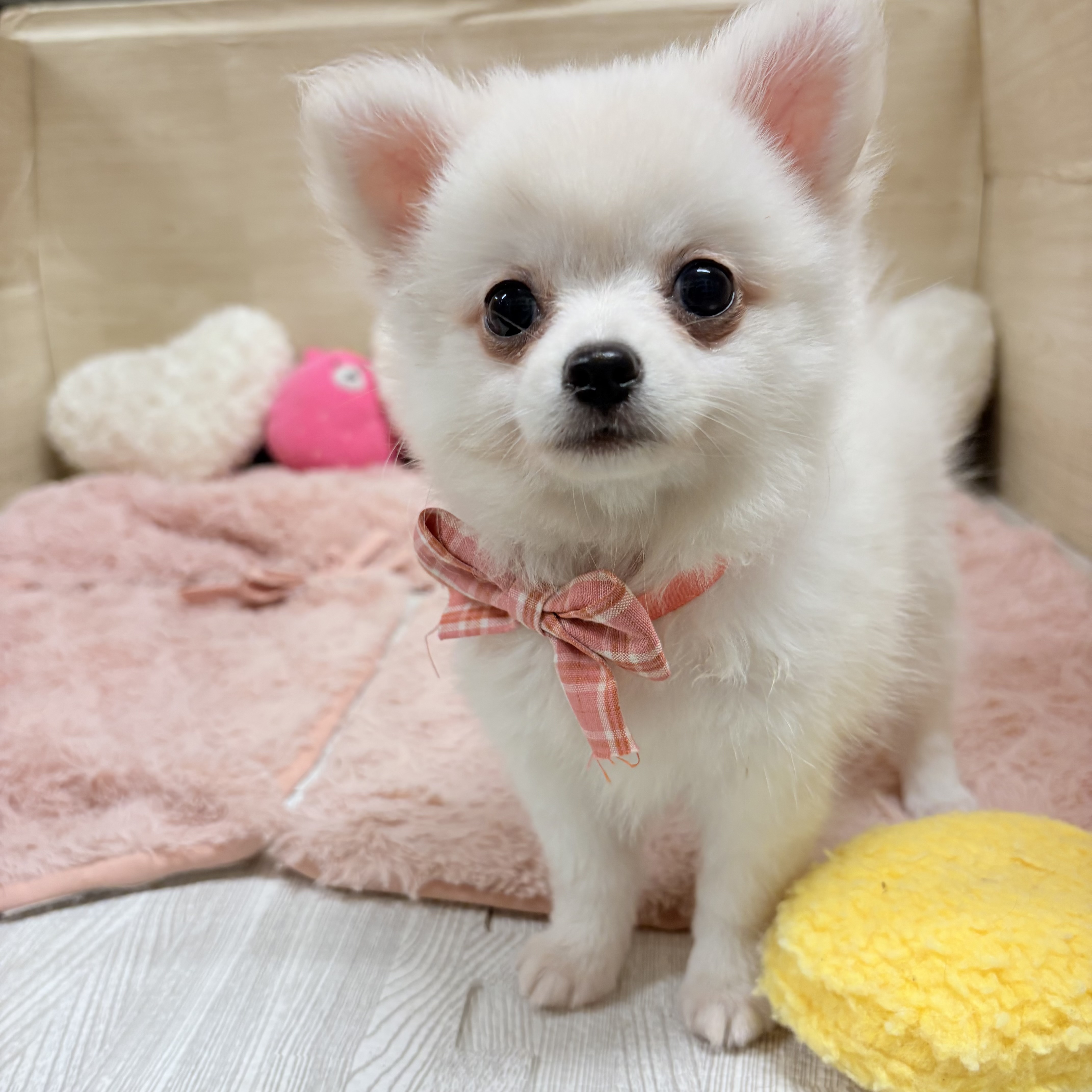 大阪府のポメチワ/チワポメ/ポメチー(ポメラニアン×チワワ) (犬の家＆猫の里そよら東岸和田店/2026年5月29日生まれ/女の子/クリーム)の子犬の2枚目の画像