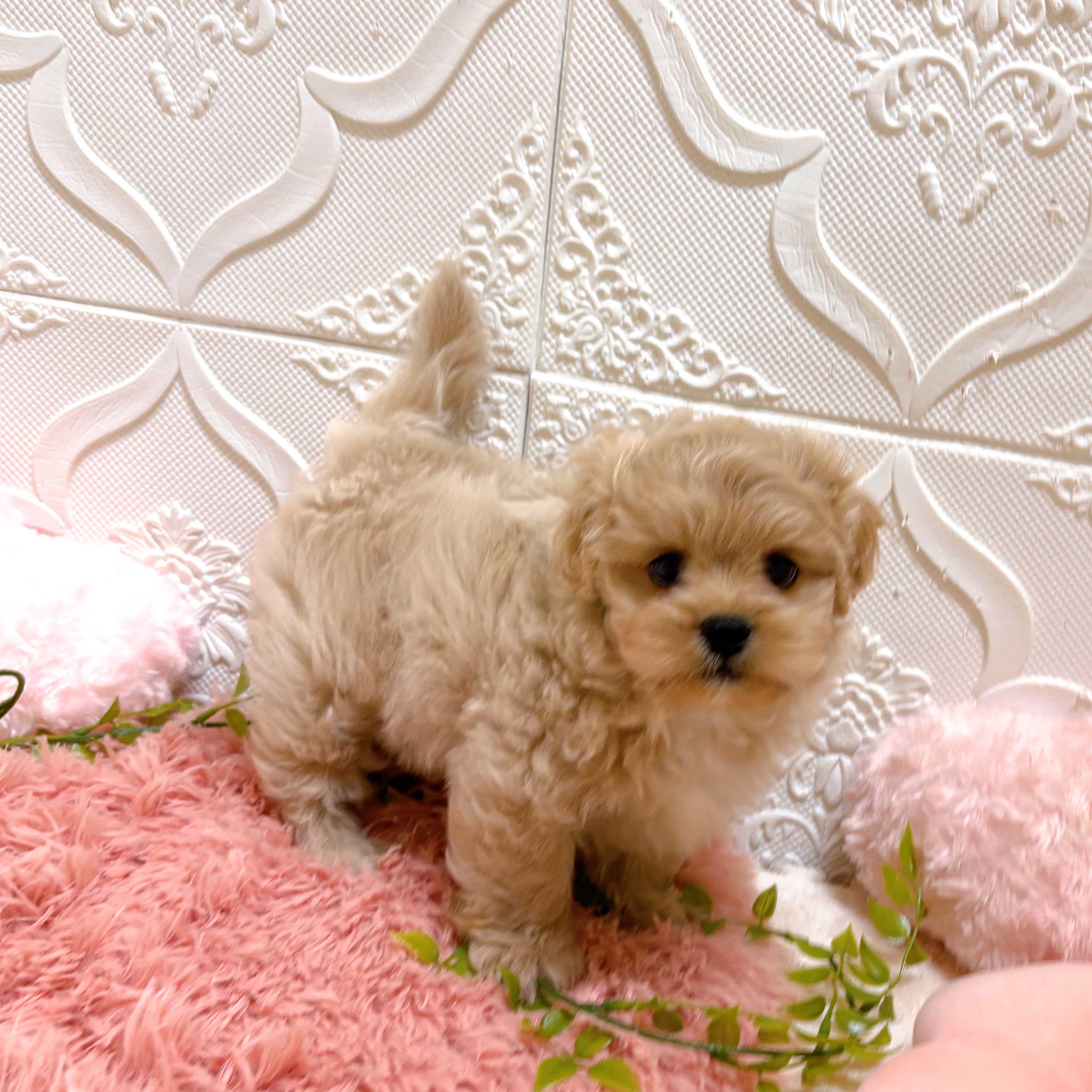 愛知県のペキプー(ペキニーズ×プードル) (犬の家＆猫の里岡崎店/2026年5月29日生まれ/男の子/クリーム)の子犬の2枚目の画像