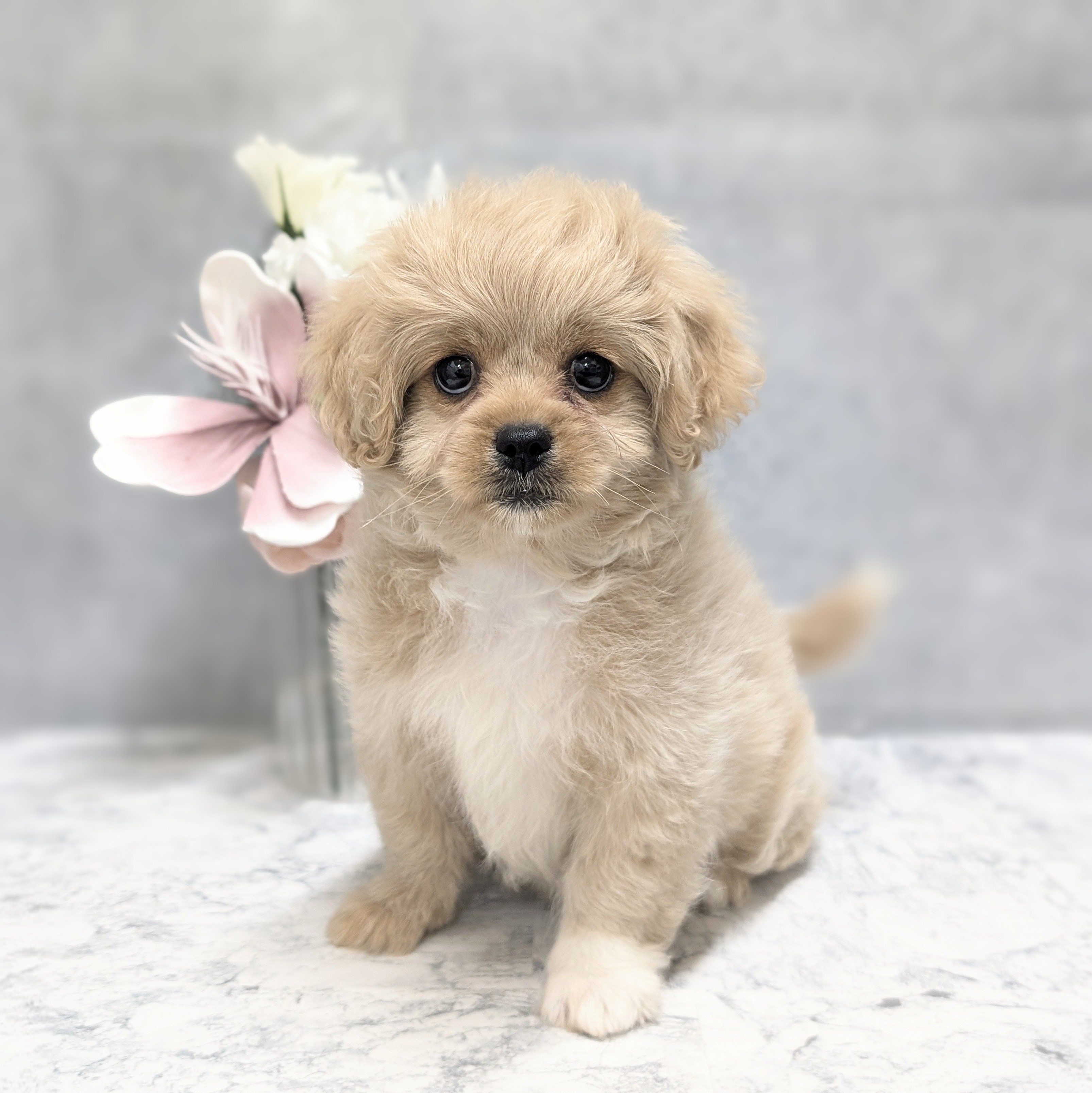 ハーフ犬女の子の写真