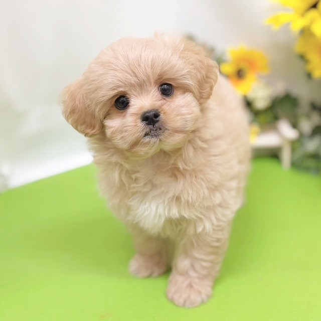 静岡県のペキプー(ペキニーズ×プードル) (犬の家＆猫の里藤枝店/2026年5月29日生まれ/女の子/クリーム)の子犬の2枚目の画像