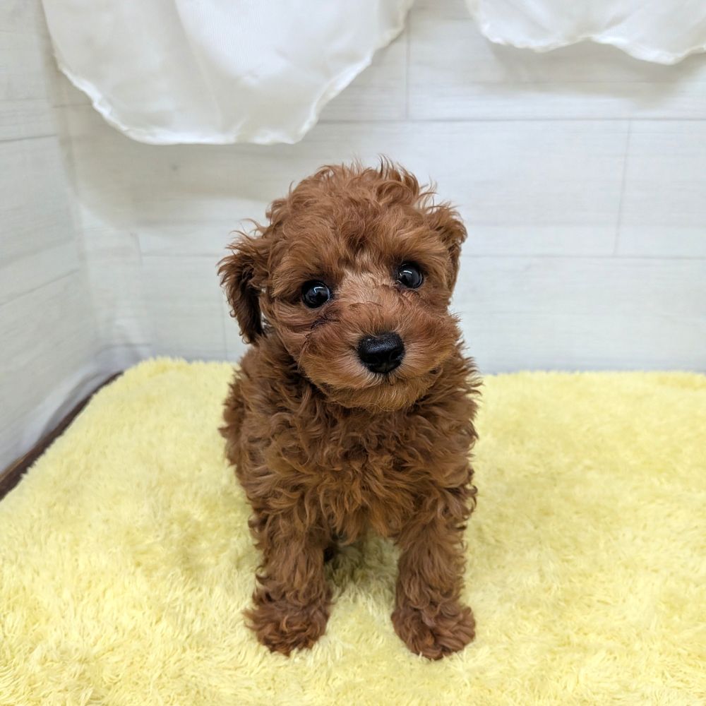 愛知県のトイプードル(トイ) (犬の家＆猫の里碧南店/2026年5月29日生まれ/男の子/レッドフォーン)の子犬の2枚目の画像