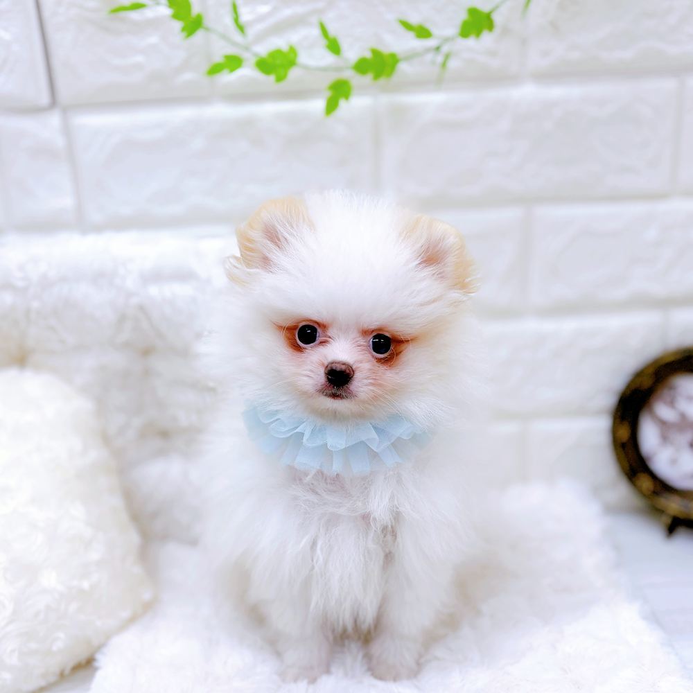 福井県のポメラニアン (犬の家＆猫の里アミーゴ福井店/2026年5月30日生まれ/男の子/パーティーカラー)の子犬の2枚目の画像