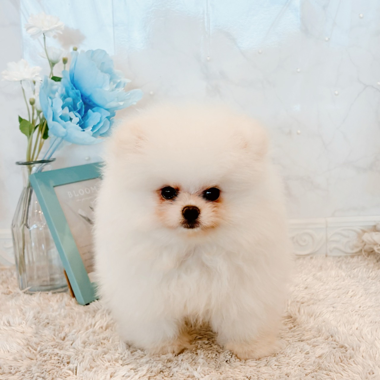 福井県のポメラニアン (犬の家＆猫の里福井店/2026年5月30日生まれ/男の子/ホワイト)の子犬の2枚目の画像
