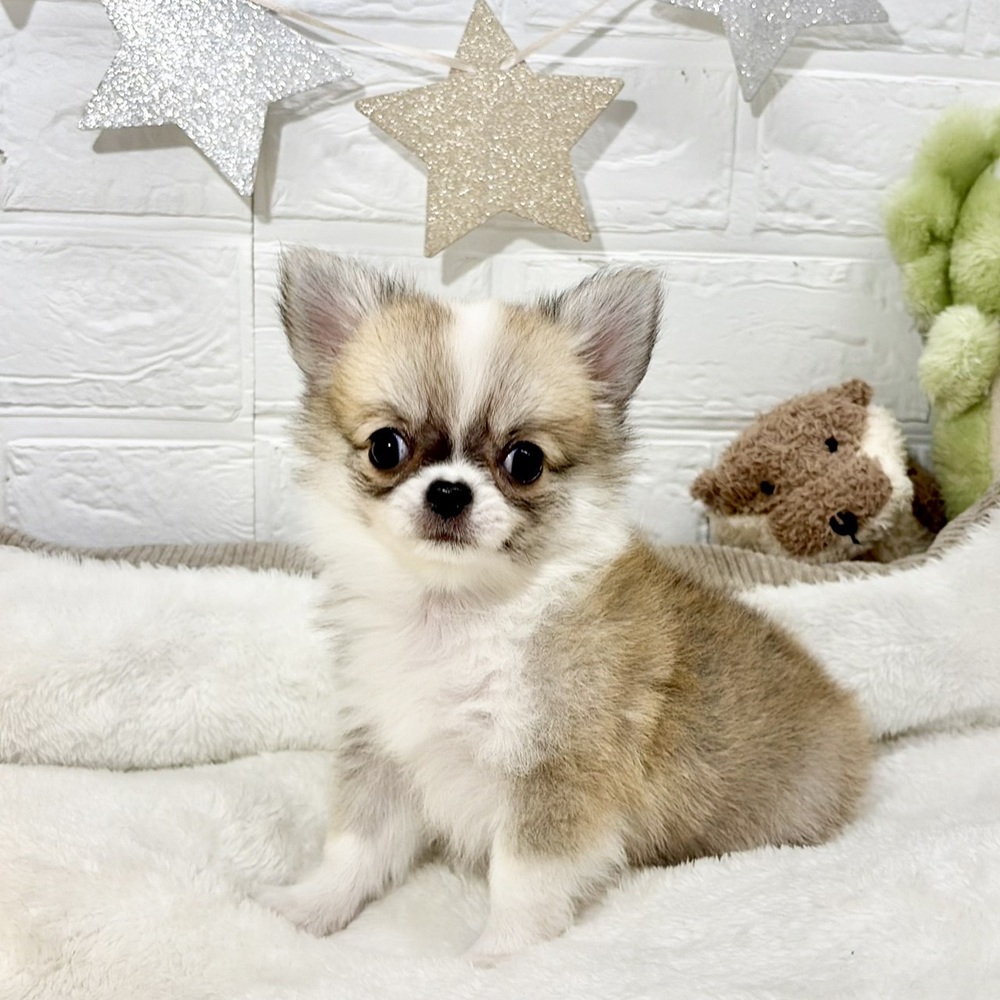兵庫県のチワワ(ロング) (犬の家＆猫の里ニッケパークタウン加古川店/2026年5月30日生まれ/女の子/フォーンホワイト)の子犬の1枚目の画像