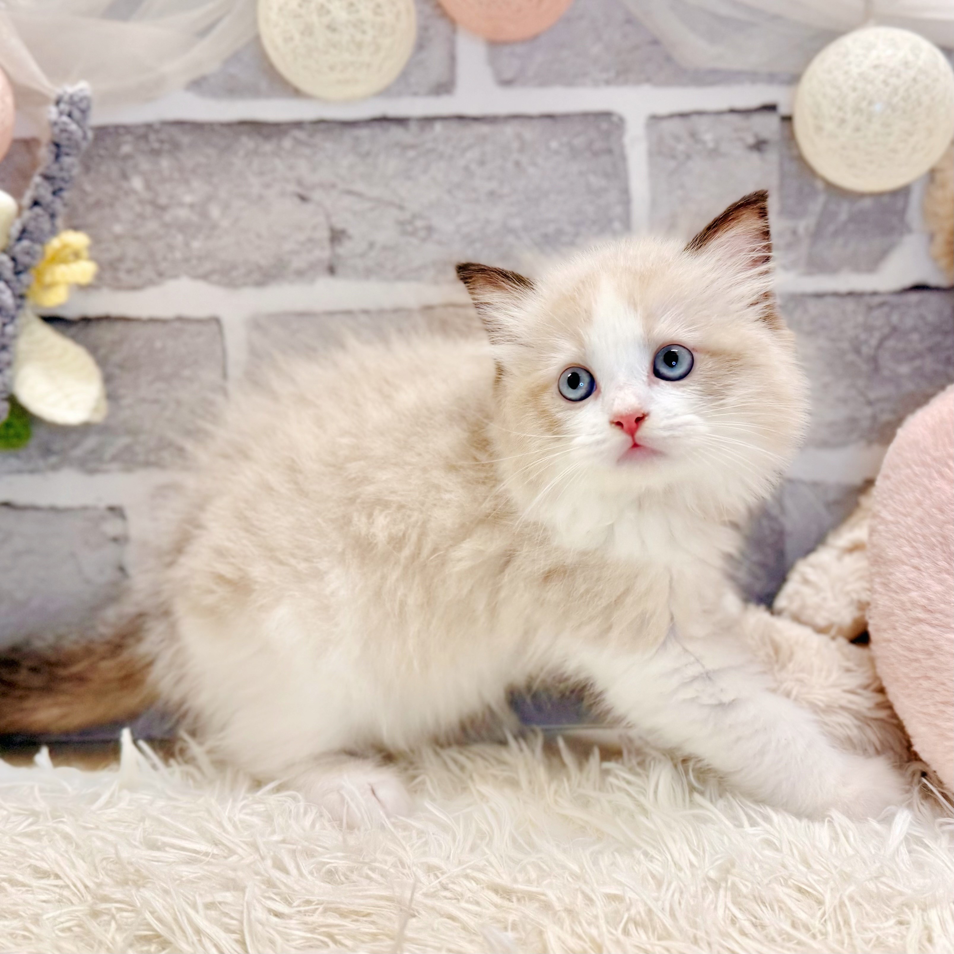 兵庫県のラグドール (犬の家＆猫の里神戸店/2026年5月30日生まれ/男の子/シールポイントバイカラー)の子猫の2枚目の画像
