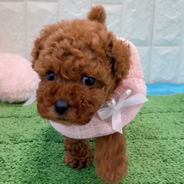 岡山県のトイプードル(タイニー) (犬の家＆猫の里倉敷店/2026年5月31日生まれ/女の子/レッドフォーン)の子犬の2枚目の画像