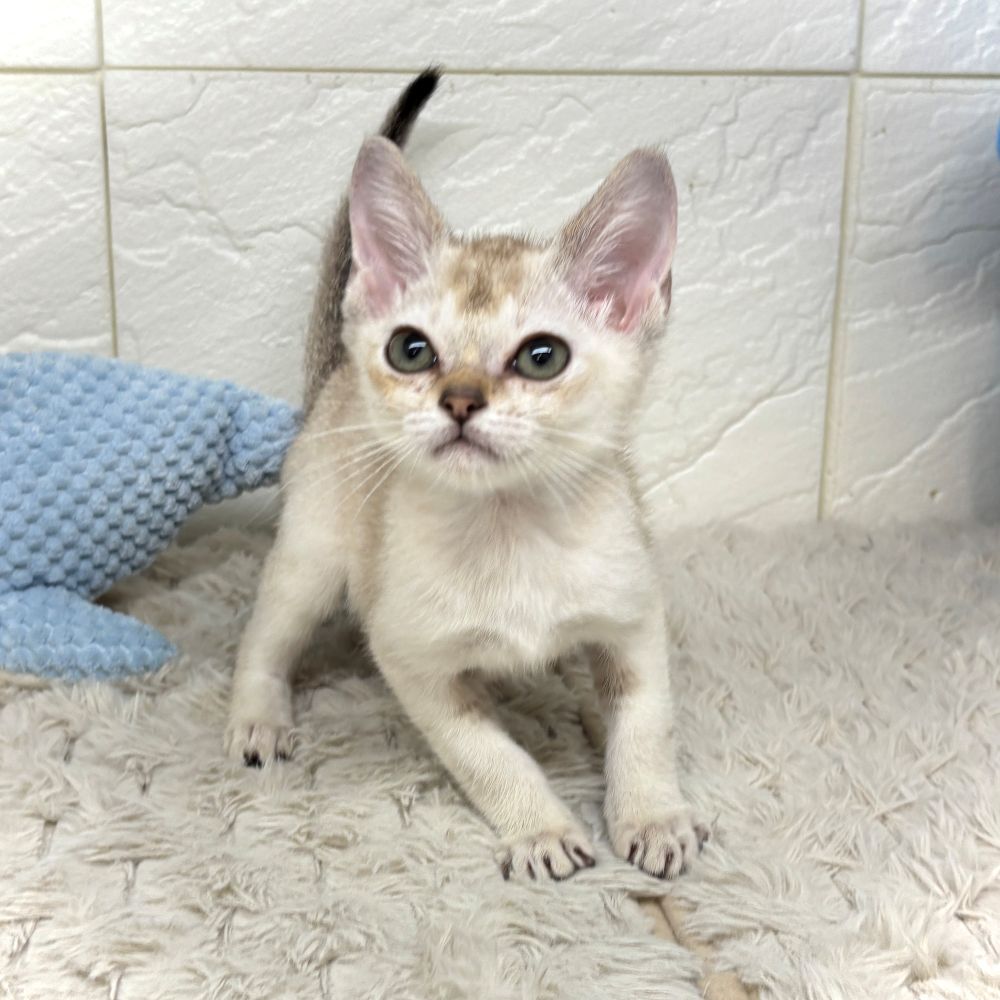 兵庫県のシンガプーラ (犬の家＆猫の里ゆめタウン姫路店/2026年5月28日生まれ/男の子/セピアアグーティ)の子猫の2枚目の画像