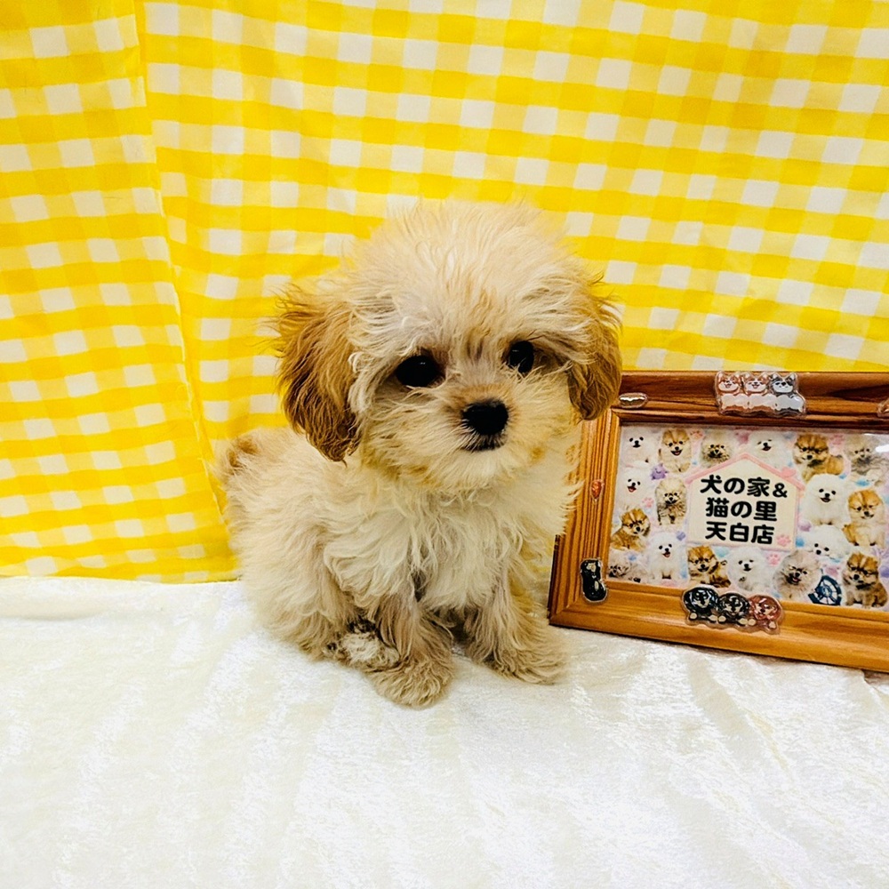 愛知県のマルプー(マルチーズ×プードル) (犬の家＆猫の里名古屋天白店/2026年5月31日生まれ/女の子/クリーム)の子犬の2枚目の画像