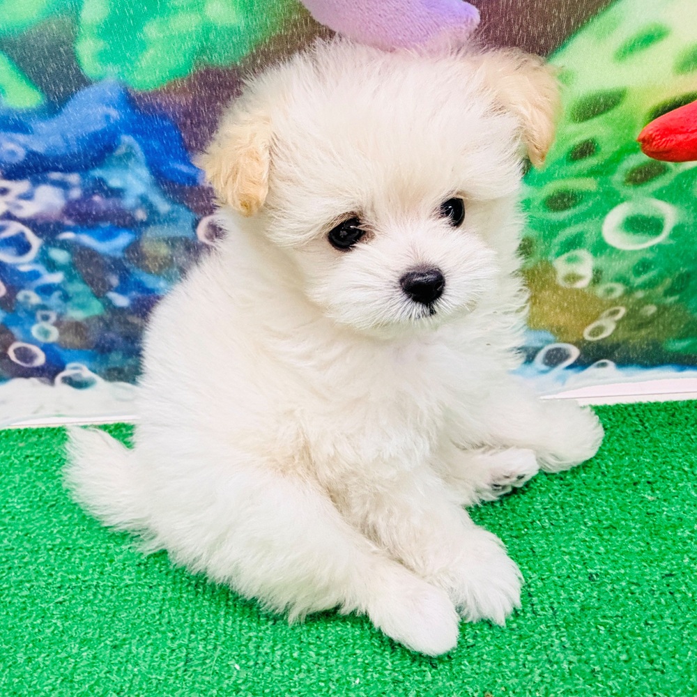愛知県のポメプー(ポメラニアン×プードル) (犬の家＆猫の里名古屋天白店/2026年5月31日生まれ/男の子/クリーム)の子犬の2枚目の画像