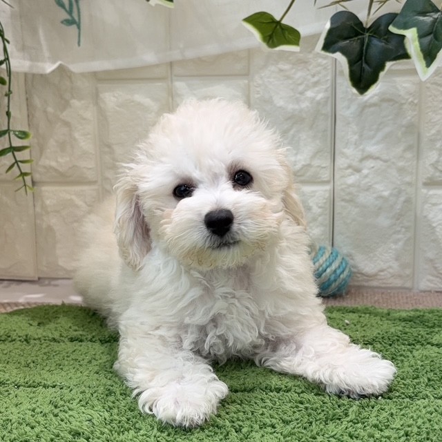 岡山県のビションプー(ビションフリーゼ×プードル) (犬の家＆猫の里倉敷店/2026年5月28日生まれ/女の子/ホワイト)の子犬の2枚目の画像