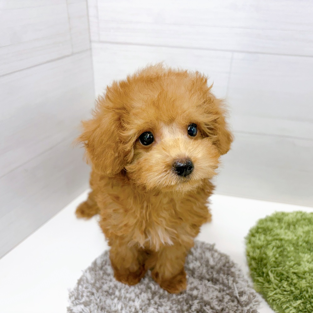 石川県のトイプードル(トイ) (犬の家＆猫の里アミーゴ金沢おこばた店/2026年5月25日生まれ/男の子/レッド)の子犬の2枚目の画像