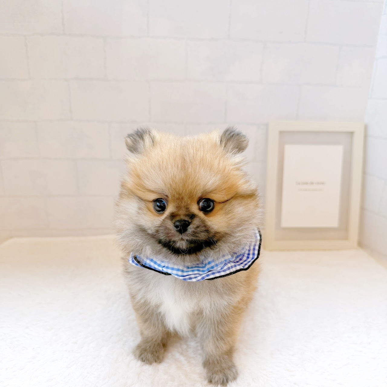 石川県のペキポメ/ポメペキ(ペキニーズ×ポメラニアン) (犬の家＆猫の里金沢店/2026年5月31日生まれ/男の子/オレンジ)の子犬の2枚目の画像