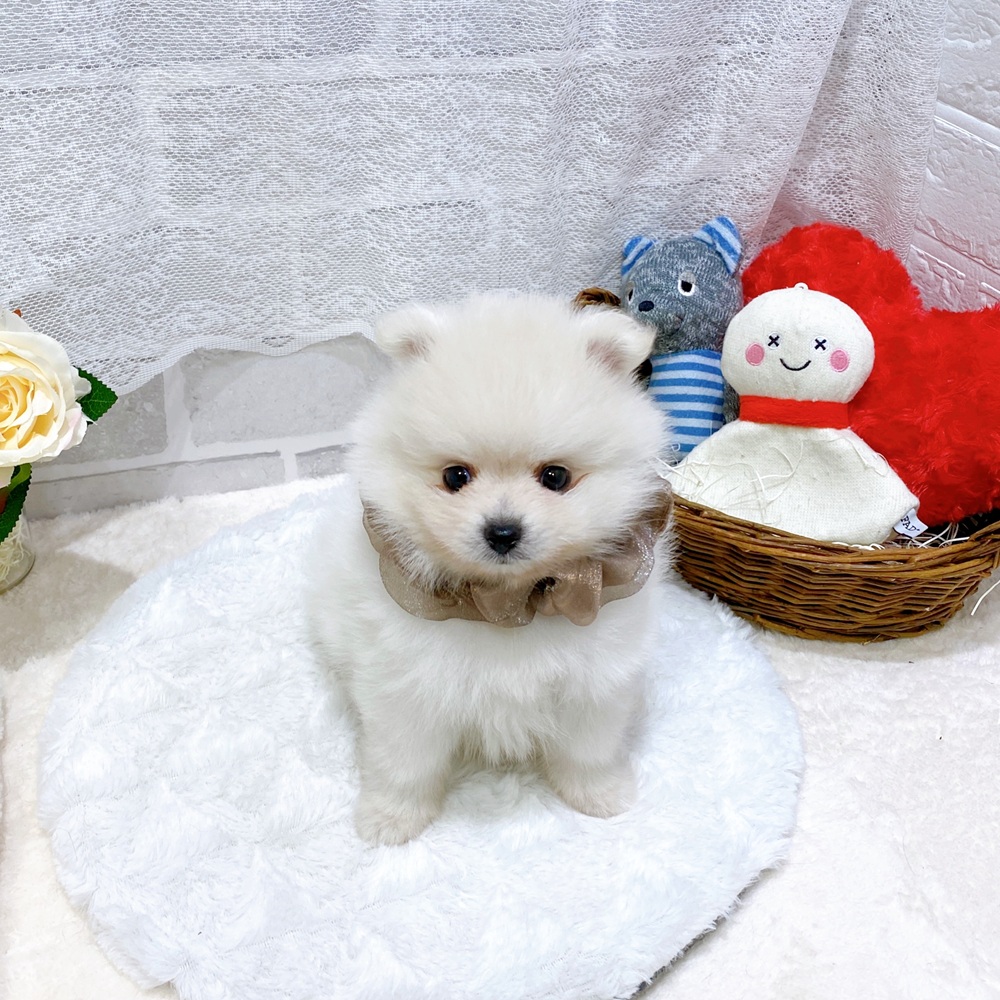 滋賀県のポメラニアン (犬の家＆猫の里長浜店/2026年5月31日生まれ/男の子/クリーム)の子犬の2枚目の画像