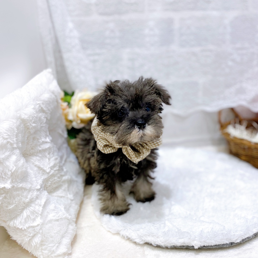 滋賀県のミニチュアシュナウザー (犬の家＆猫の里長浜店/2026年5月30日生まれ/男の子/ソルトペッパー)の子犬の2枚目の画像