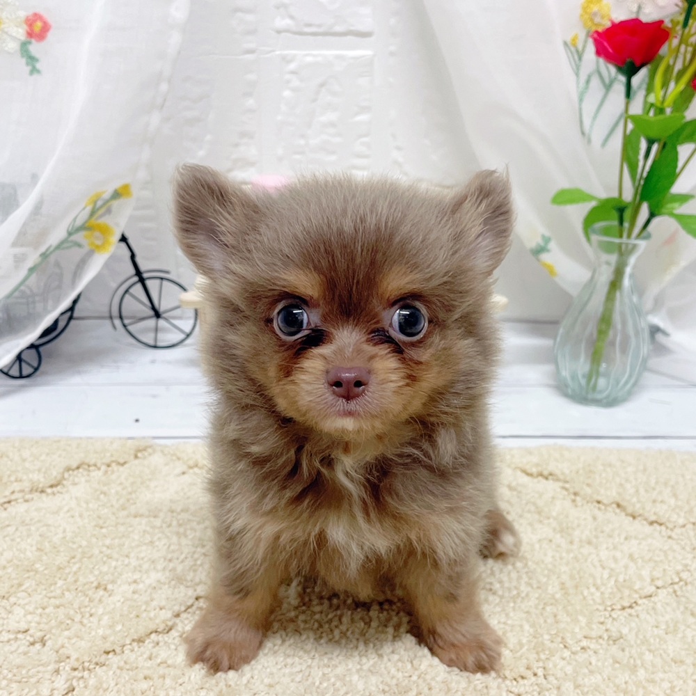 岡山県のポメチワ/チワポメ/ポメチー(ポメラニアン×チワワ) (犬の家＆猫の里岡山店/2026年5月29日生まれ/女の子/イザベラ)の子犬の1枚目の画像
