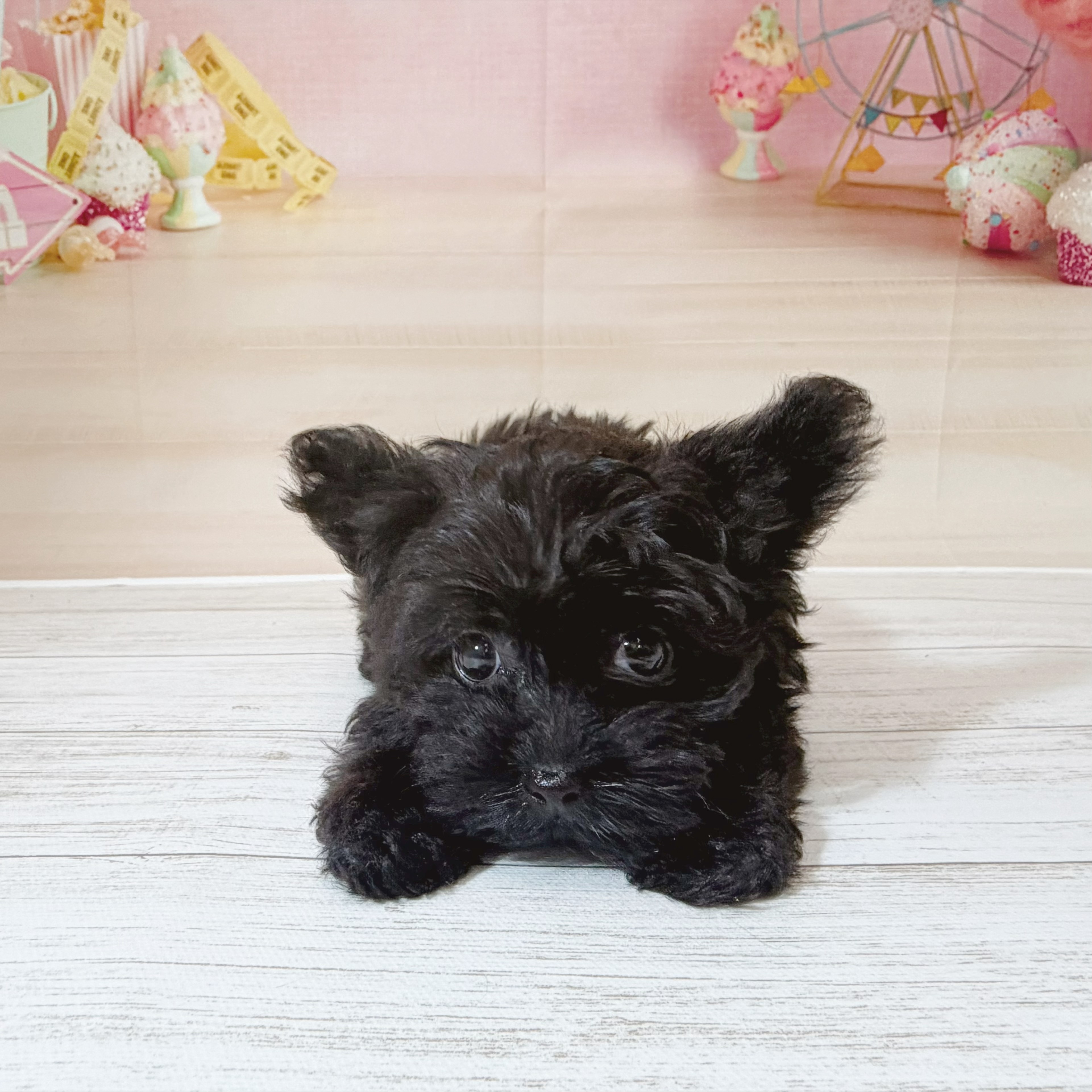 兵庫県のヨープー(ヨークシャーテリア×プードル) (犬の家＆猫の里尼崎店/2026年5月29日生まれ/男の子/ブラック)の子犬の2枚目の画像