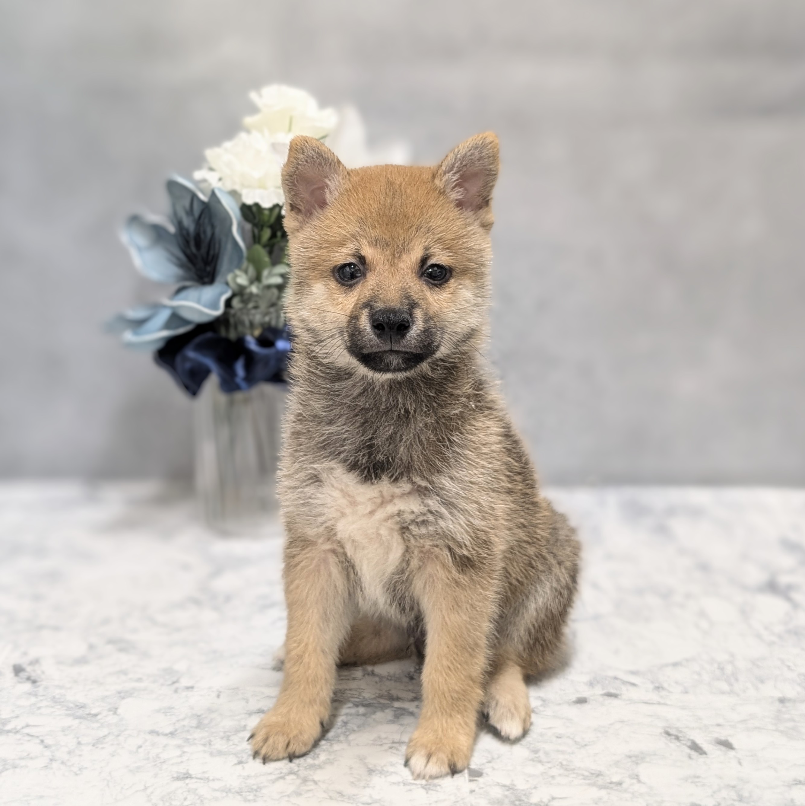 愛知県の豆柴 (犬の家＆猫の里安城店/2026年5月30日生まれ/男の子/赤)の子犬の2枚目の画像