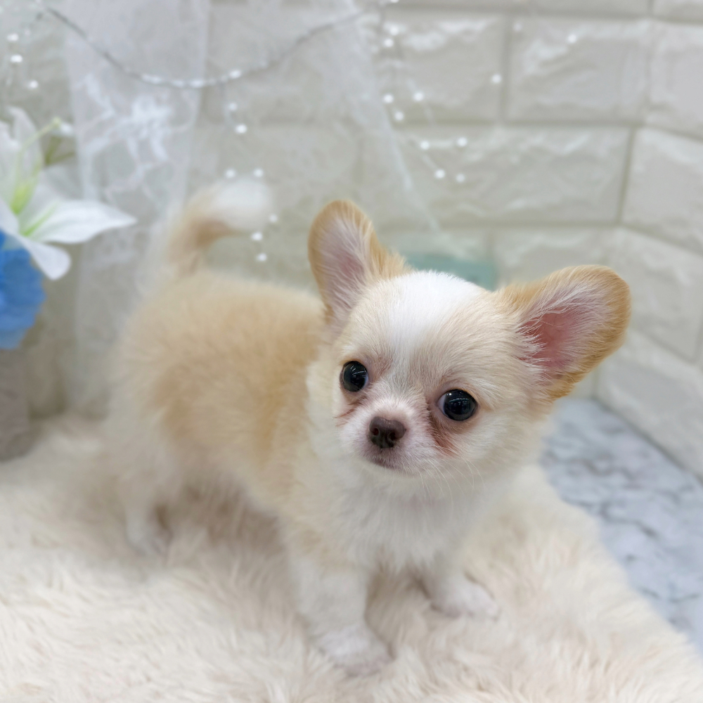 福井県のチワワ(ロング) (犬の家＆猫の里アミーゴ福井大和田店/2026年5月31日生まれ/男の子/クリームホワイト)の子犬の2枚目の画像