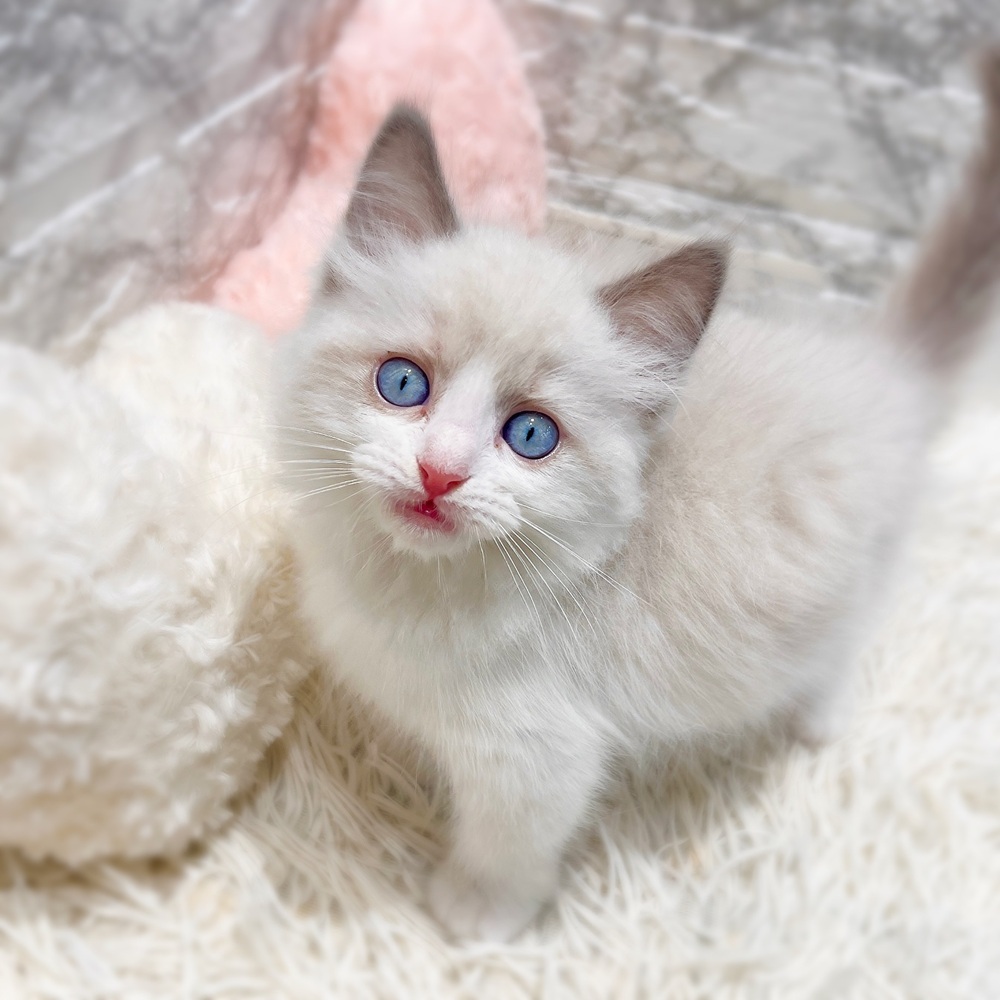 愛知県のラグドール (犬の家＆猫の里MiO香久山店/2026年5月31日生まれ/男の子/シールポイントバイカラー)の子猫の2枚目の画像