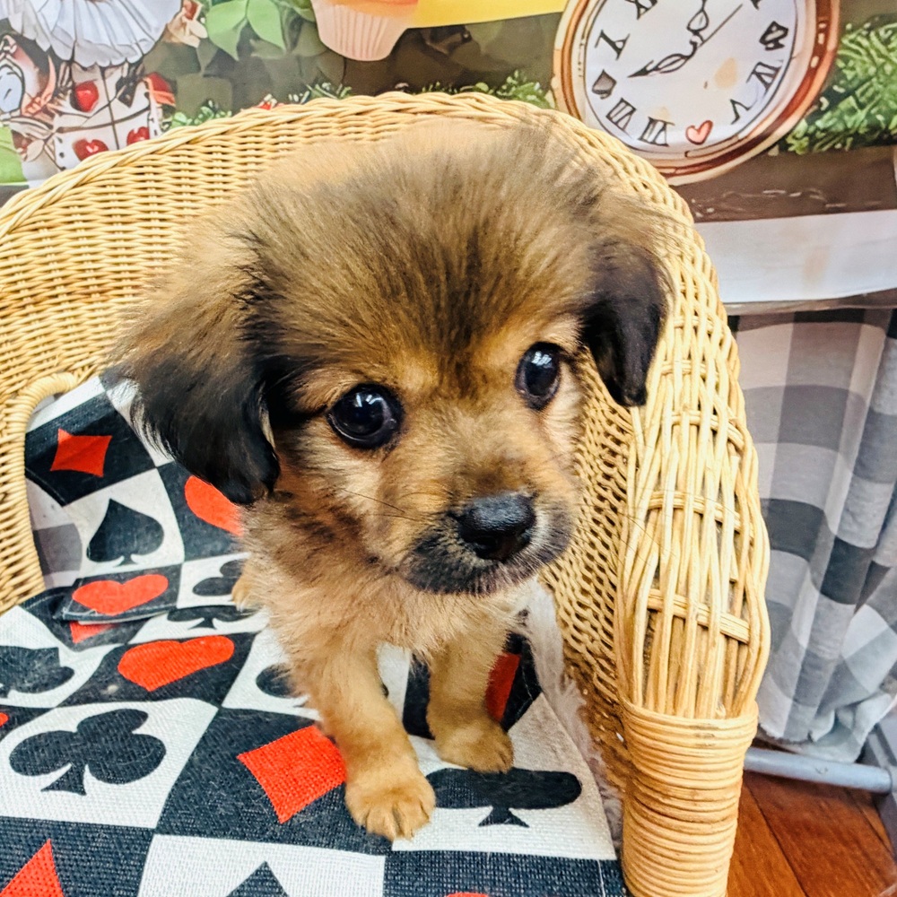ハーフ犬女の子の写真