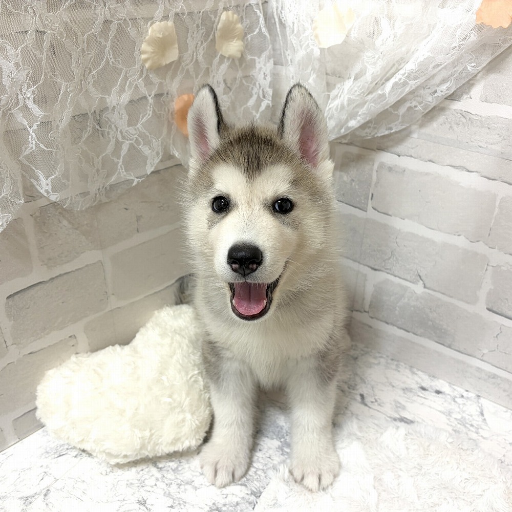 京都府のシベリアンハスキー (犬の家＆猫の里京都精華店/2026年5月30日生まれ/男の子/シルバーホワイト)の子犬の2枚目の画像
